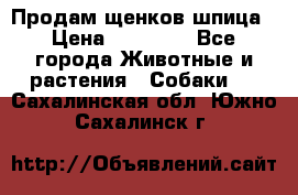 Продам щенков шпица › Цена ­ 25 000 - Все города Животные и растения » Собаки   . Сахалинская обл.,Южно-Сахалинск г.